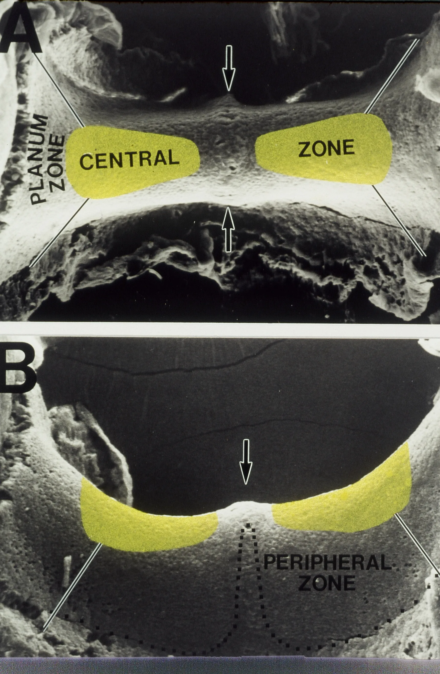 The Inner Ear, image 1 of 4