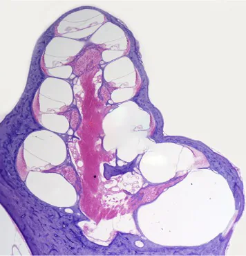 The Inner Ear