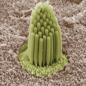 The Inner Ear