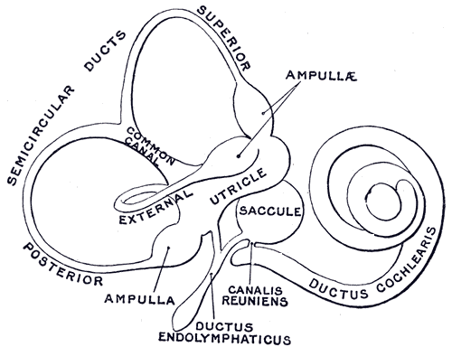 The Inner Ear